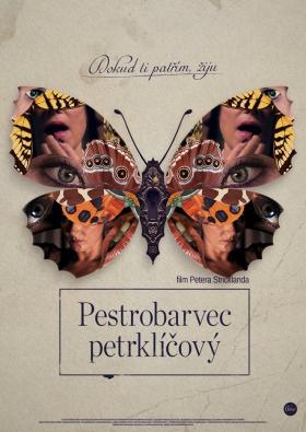 Plakát: Pestrobarvec petrklíčový