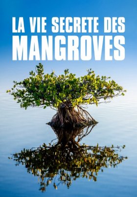 Tajemný život v mangrovech