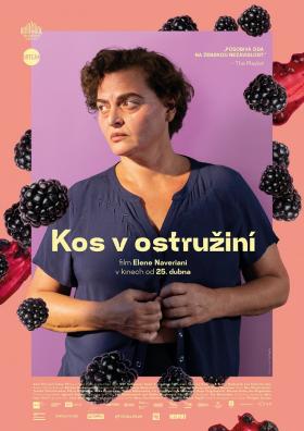 Plakát: Kos v ostružiní