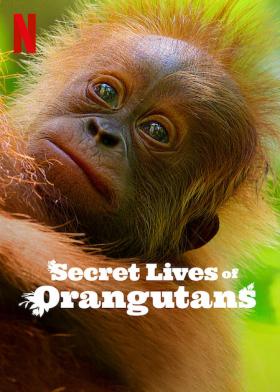 Plakát: Tajný život orangutanů