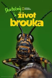 Plakát: Skutečný život brouka [1.série]