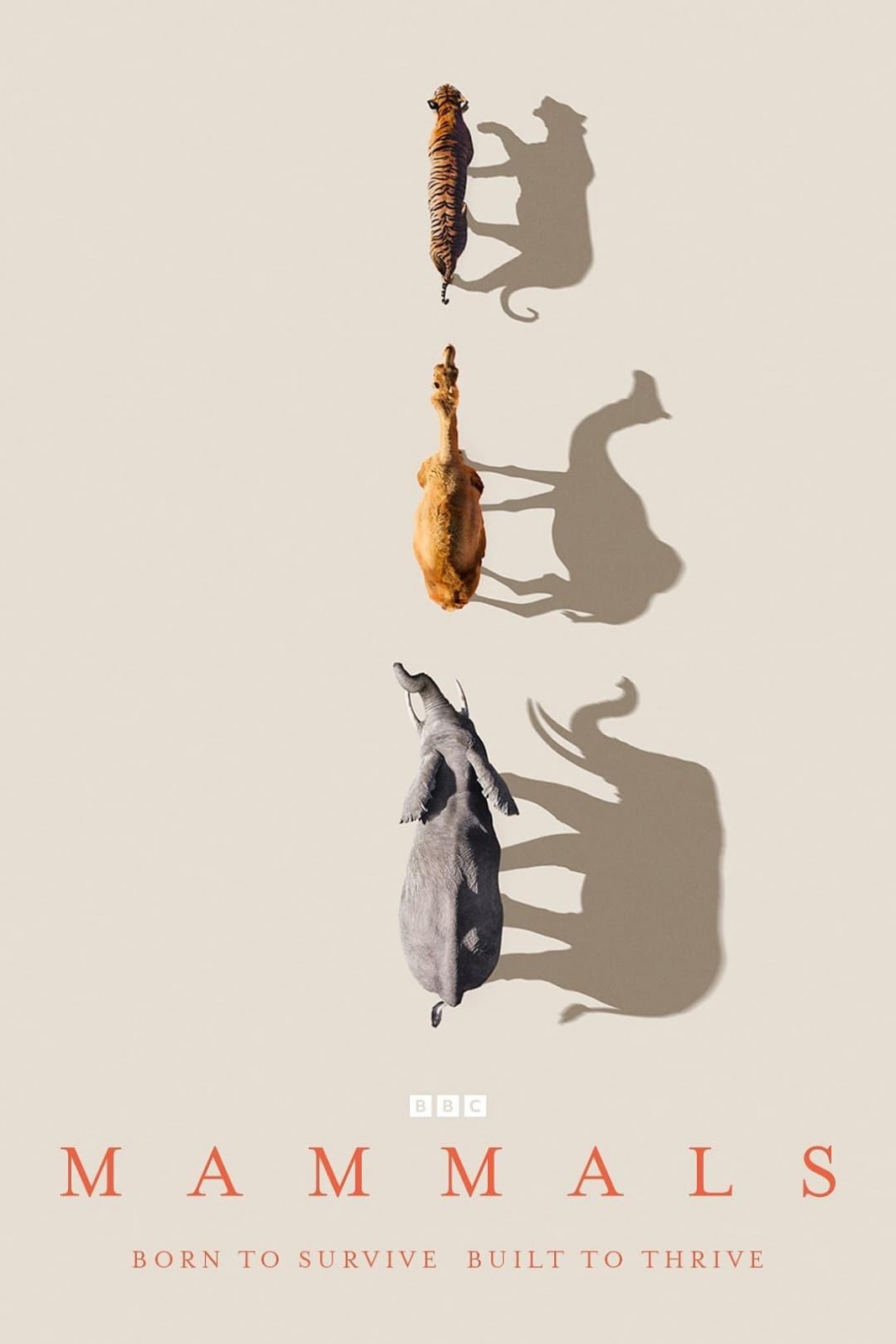 Plakát: Savci [1.série]