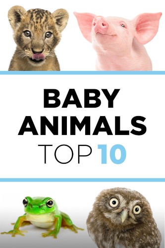 Plakát: TOP 10 zvířecích mláďat [1.série]